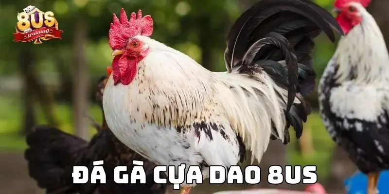 Đá Gà Cựa Dao 8US - Sân Chơi Đỉnh Cao Của Kê Sư Hàng Đầu 1 Đá Gà Cựa Dao 8US - Sân Chơi Đỉnh Cao Của Kê Sư