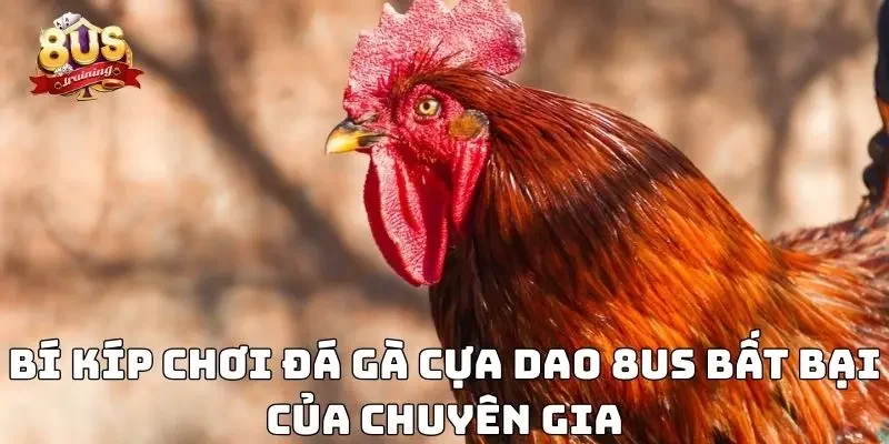 Đá Gà Cựa Dao 8US - Sân Chơi Đỉnh Cao Của Kê Sư Hàng Đầu 4 Bí kíp chơi đá gà cựa dao 8US bất bại của chuyên gia