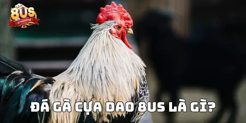 Đá Gà Cựa Dao 8US - Sân Chơi Đỉnh Cao Của Kê Sư Hàng Đầu 2 Đá gà cựa dao 8US là gì?