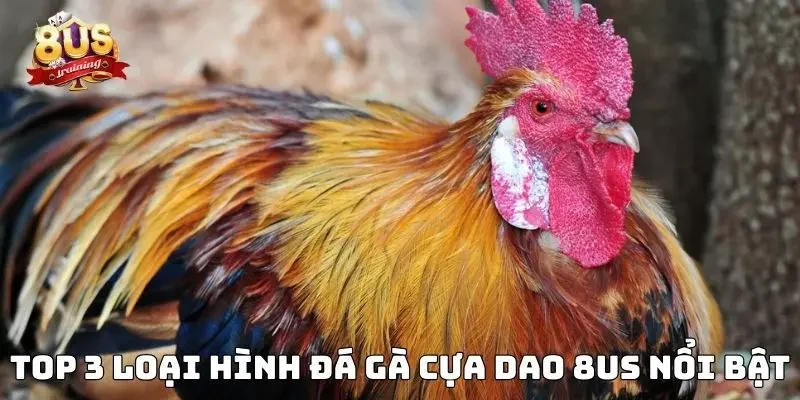 Đá Gà Cựa Dao 8US - Sân Chơi Đỉnh Cao Của Kê Sư Hàng Đầu 3 Top 3 loại hình đá gà cựa dao 8US nổi bật