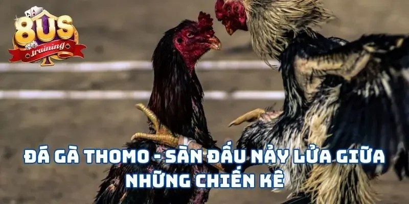 Đá Gà Thomo 8US - Sàn Đấu Nảy Lửa Giữa Những Chiến Kê 3 Đá Gà Thomo - Sàn Đấu Nảy Lửa Giữa Những Chiến Kê